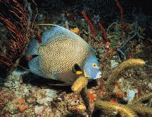 diving angelfish